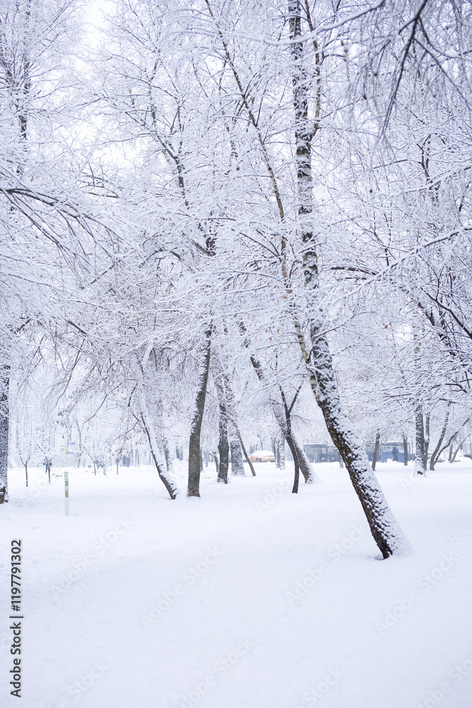 White trees in the snow. Winter Snow Park White trees in the snow. Winter Snow Park