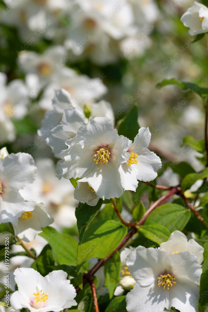 Fototapeta premium Jasmine flowers on branches with green leaves.
