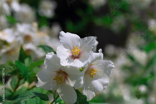 Jasmine flowers on branches with green leaves.