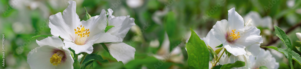 Panorama jasmine flowers on branches with green leaves