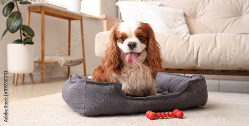 Cute cavalier King Charles spaniel with toy lying in pet bed at home
