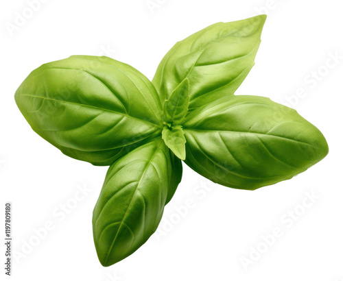 PNG A basil leave food plant herbs.