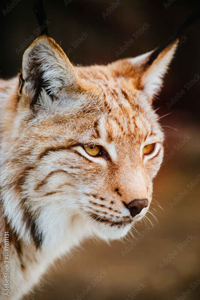 beautiful close-up portrait of a lynx. big predatory cat beautiful close-up portrait of a lynx. big predatory cat