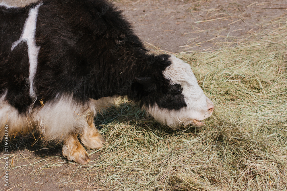 Black and white yak walking and eating hay. Shaggy woolly bull Black and white yak walking and eating hay. Shaggy woolly bull