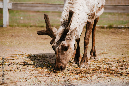 Domestic deer in the yard, wild animal on the farm photo