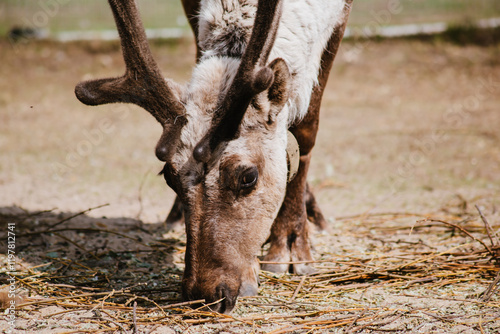 Domestic deer in the yard, wild animal on the farm