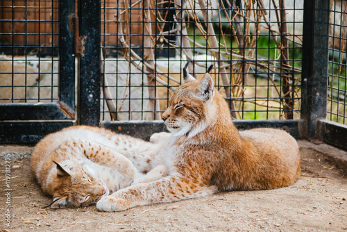 Two domestic lynxes lying in the sun, cute big cats. Pair of predatory animals
