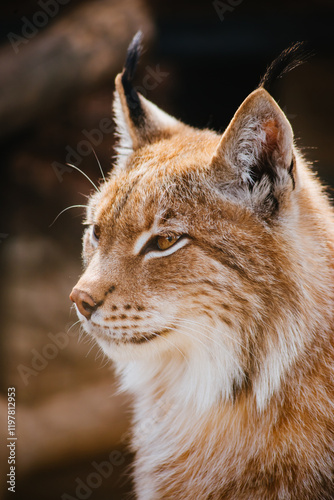 beautiful close-up portrait of a lynx. big predatory cat