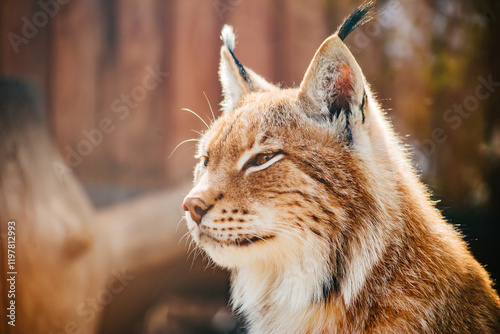 beautiful close-up portrait of a lynx. big predatory cat