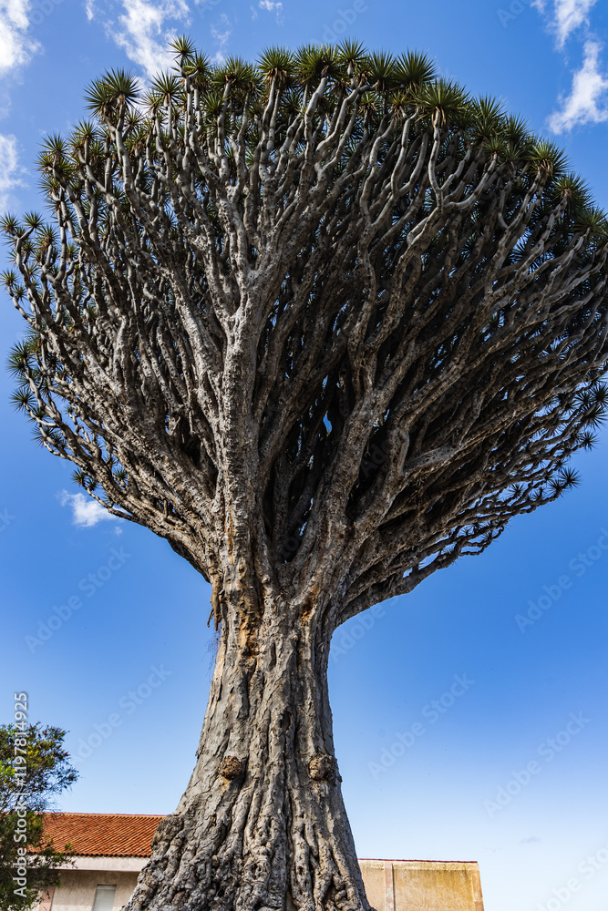 Dragon tree Dracaena draco called Drago de San Francisco,, Realejo Bajo, Los Realejos, Tenerife, Spain