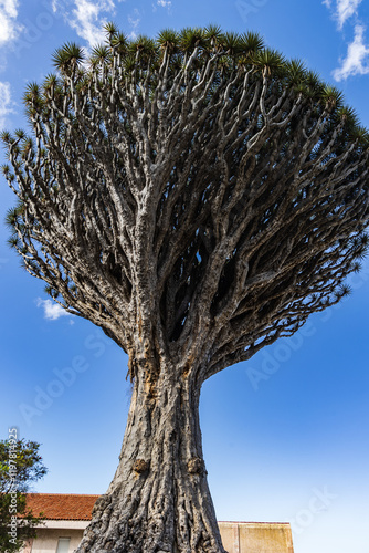 Obraz na płótnie Dragon tree Dracaena draco called Drago de San Francisco,, Realejo Bajo, Los Realejos, Tenerife, Spain w salonie
