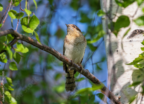 wryneck bird sitting on birch tree branches in spring garden