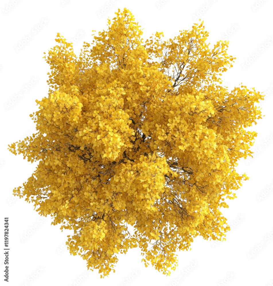 Obraz premium PNG Real yellow birch tree photography foliage view.