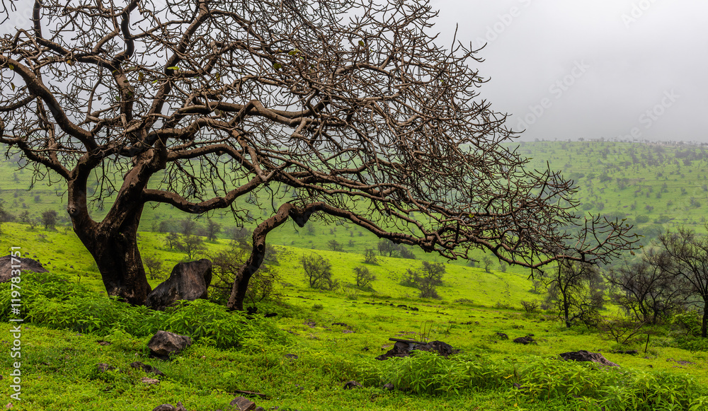 landscape of oman landscape of oman