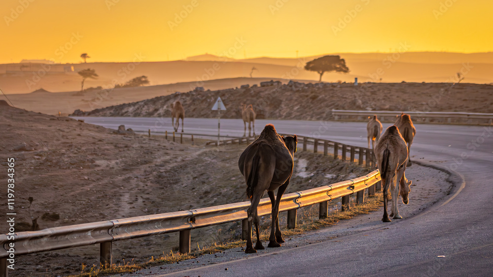 landscape of oman