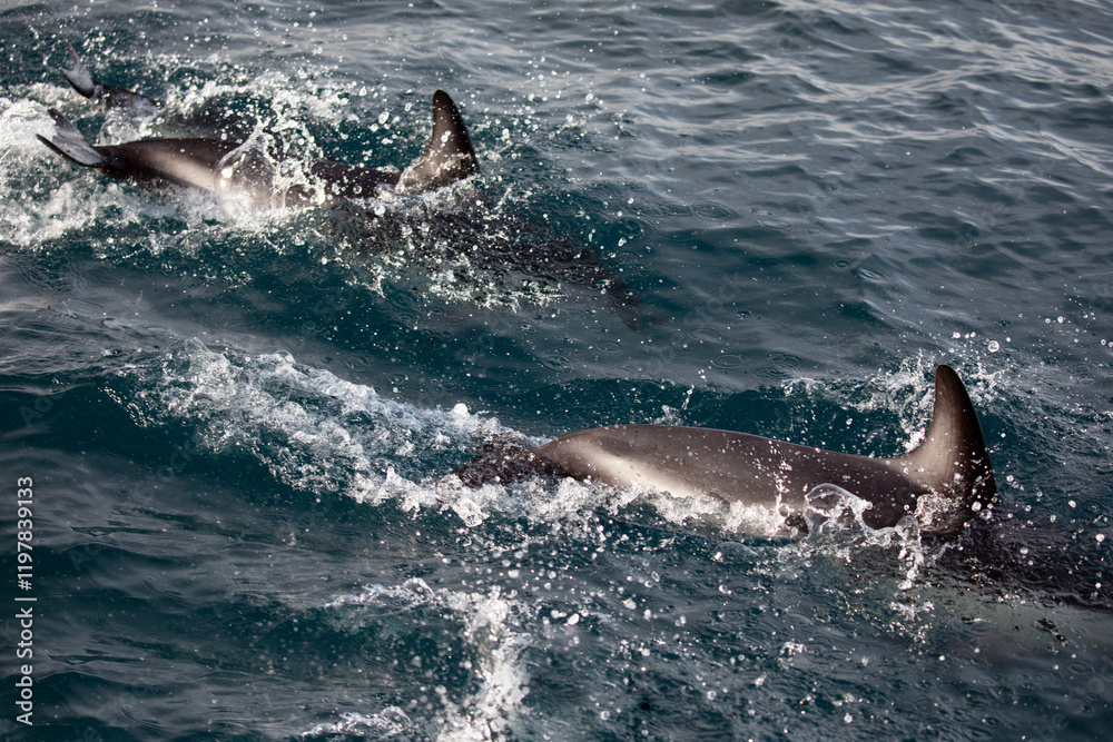 Naklejka premium A pod of dolphins swimming playfully along the coastal waters of Kaikoura, New Zealand.