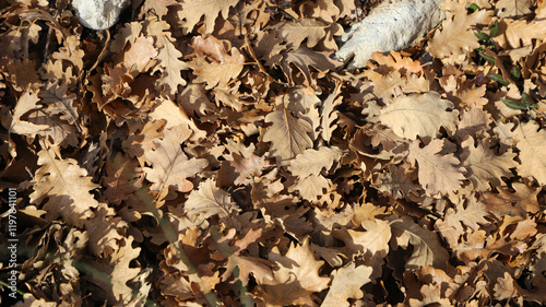 Photos feuilles de chêne
