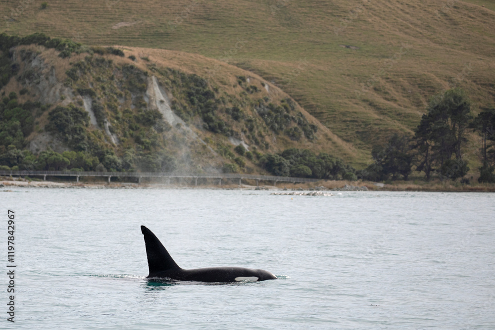 Fototapeta premium A lone orca swims close to the shoreline near Kaikoura, New Zealand.