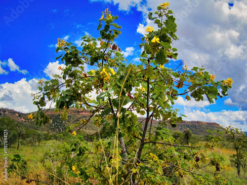 A flowering kapok tree (Cochlospermum fraseri, kapok bush, cotton tree) in the Kimberleys in Western Australia
 photo