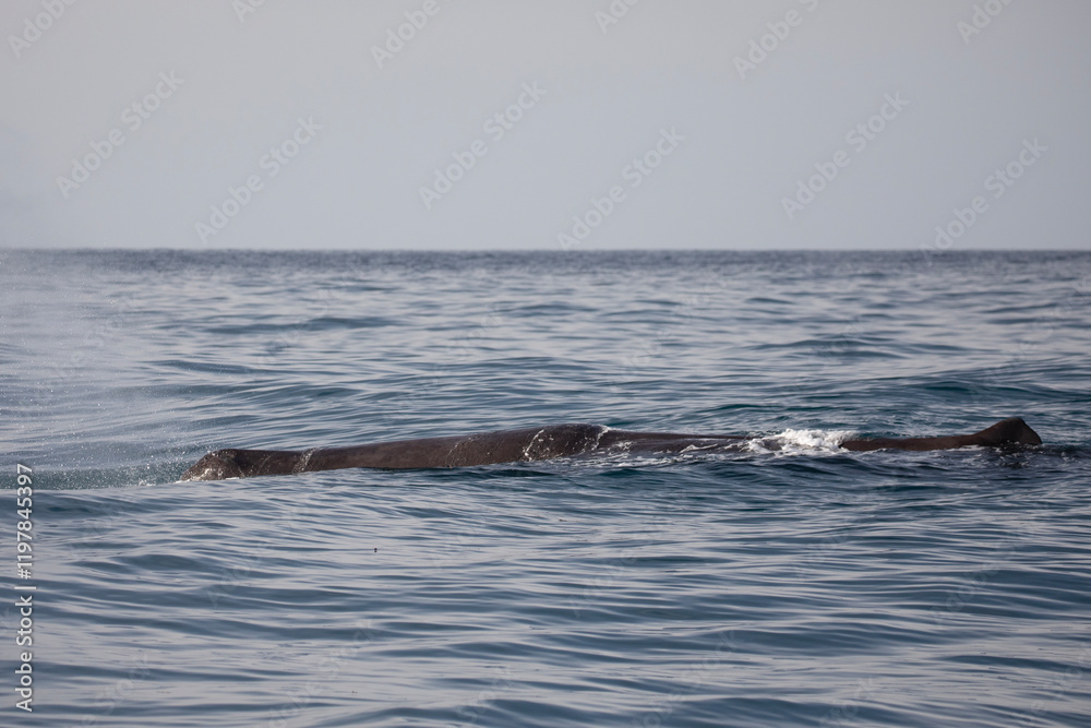 Obraz premium A Sperm whale surfaces above the waters near Kaikoura and displays its dorsal fin and blow.