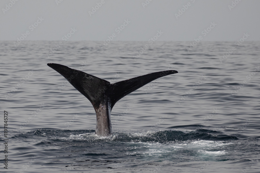Fototapeta premium The fluke of a diving sperm whale photographed close to the shores of Kaikoura, New Zealand.