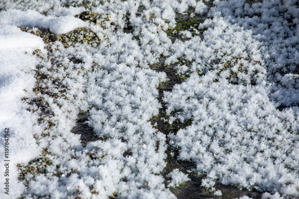 Frosty grass detail showing delicate ice crystals up close in Georgia Frosty grass detail showing delicate ice crystals up close in Georgia