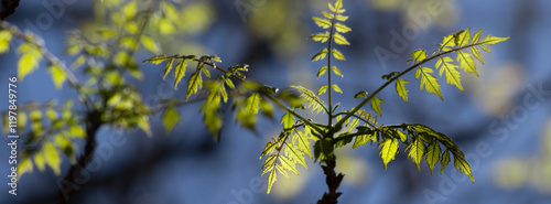 New leaves on the branches of a tree.