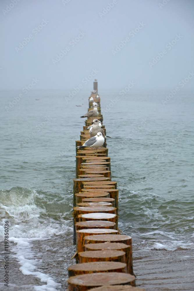mewy na molo z bali na morzu, mewy stojące na drewnianych kłodach w morzu, seagulls on a log pier at sea, Seagulls standing on wooden logs in the sea, Breakwater on seashore from wooden logs sea