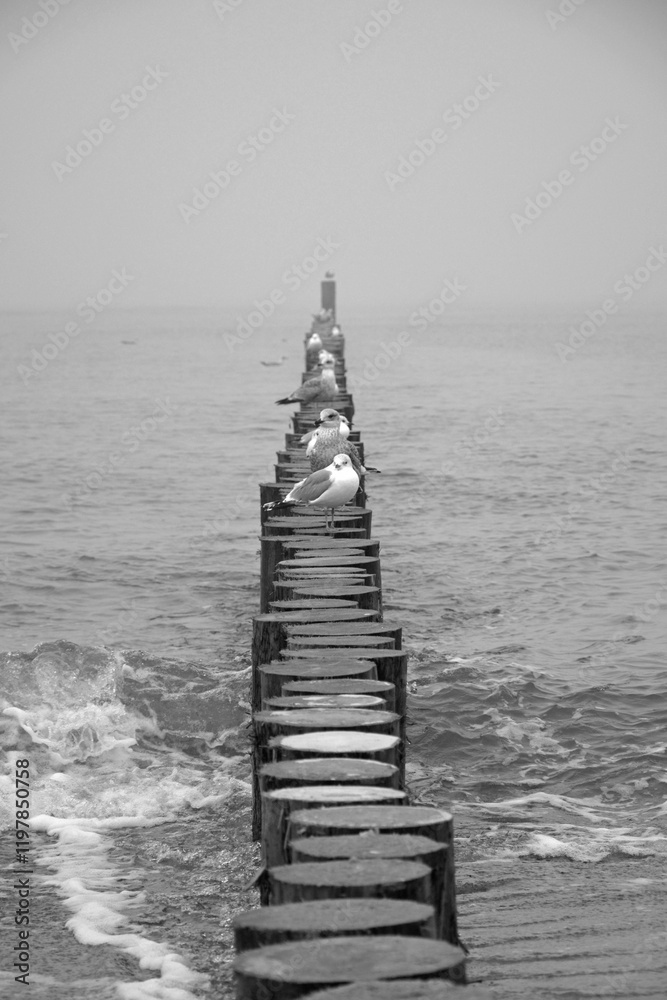 mewy na molo z bali na morzu, mewy stojące na drewnianych kłodach w morzu, seagulls on a log pier at sea, Seagulls standing on wooden logs in the sea, Breakwater on seashore from wooden logs sea