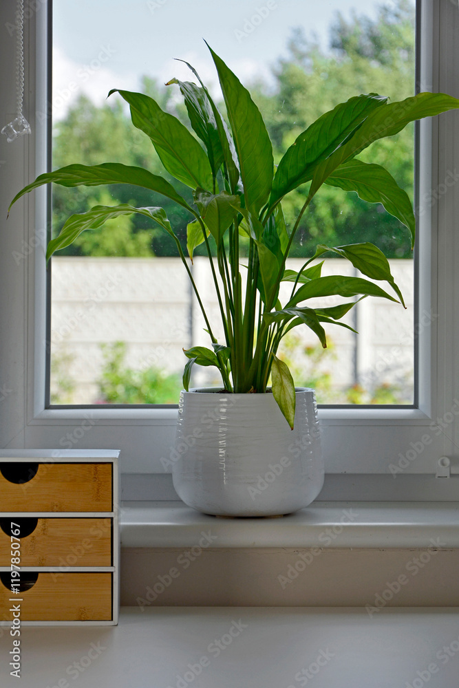 skrzydlokwiat rosnacy w bialej doniczce na parapecie okna, Spathiphyllum, Spathiphyllum growing in a white pot on the windowsill, Houseplant Air puryfing house plants in home