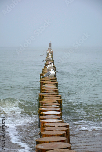 Obraz na płótnie mewy na molo z bali na morzu, mewy stojące na drewnianych kłodach w morzu, seagulls on a log pier at sea, Seagulls standing on wooden logs in the sea, Breakwater on seashore from wooden logs sea w salonie
