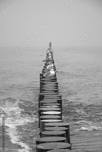 Obraz na płótnie mewy na molo z bali na morzu, mewy stojące na drewnianych kłodach w morzu, seagulls on a log pier at sea, Seagulls standing on wooden logs in the sea, Breakwater on seashore from wooden logs sea w salonie