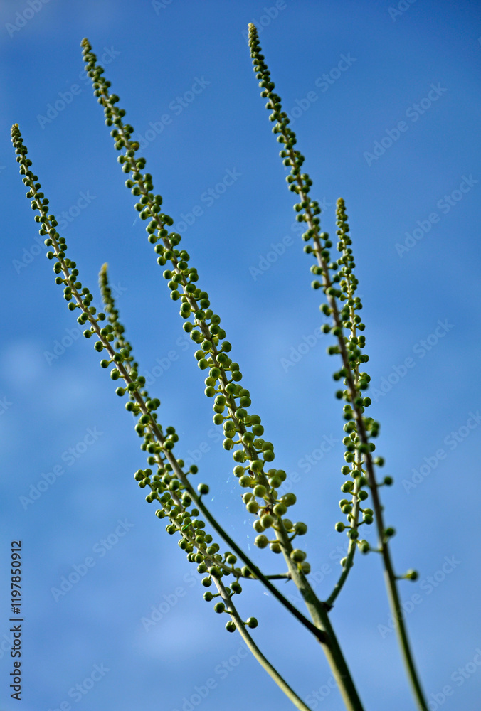 Pluskwica groniasta na tle nieba, sercolistna, świecznica groniasta, Cimicifuga racemosa, kwitnąca pluskwica, Actaea racemosa, black cohosh, black bugbane, black snakeroot, rattle-top, fairy candle