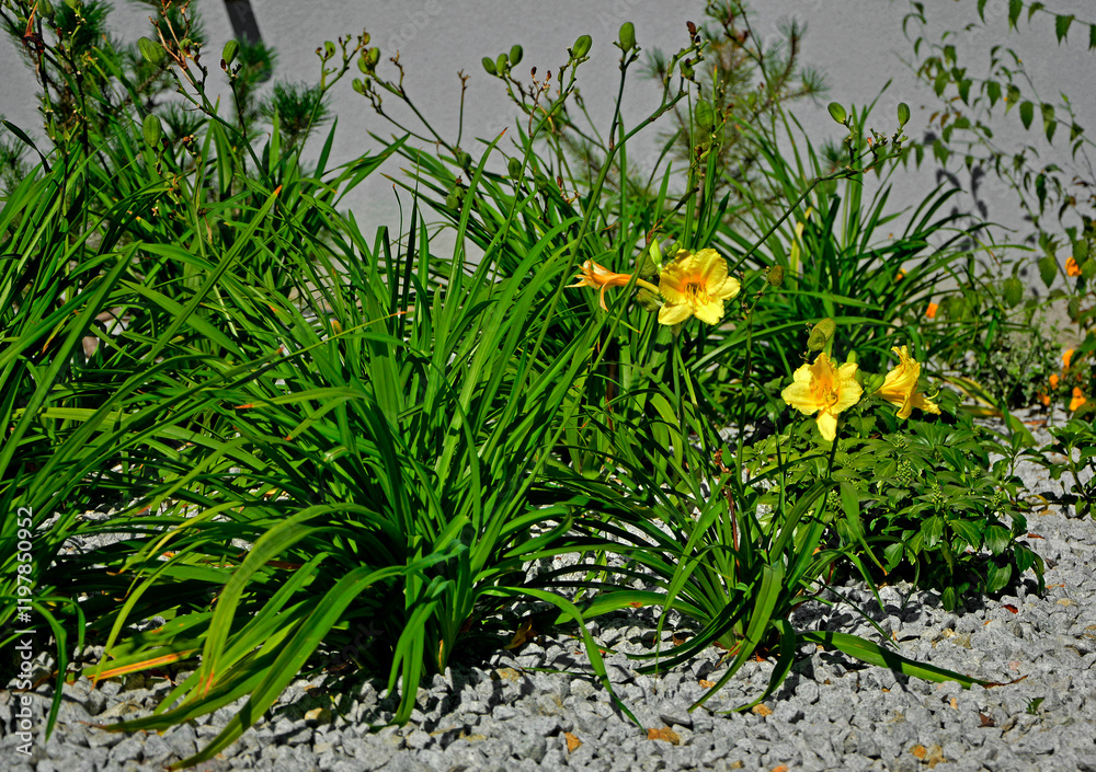 żółte liliowce na żwirowej rabacie, daylily hemerocalis with yellow flower in mulch gravel, gravel flowerbed and yellow daylily