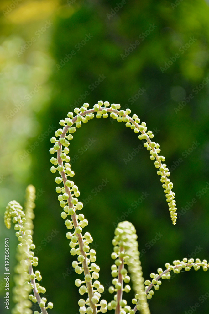 Pluskwica groniasta, sercolistna, świecznica groniasta, Cimicifuga racemosa, kwitnąca pluskwica, Actaea racemosa, black cohosh, black bugbane, black snakeroot, rattle-top, fairy candle