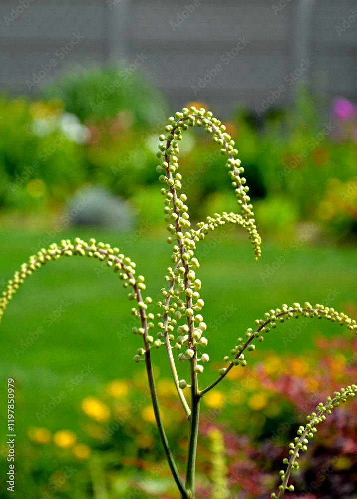 Pluskwica groniasta, sercolistna, świecznica groniasta, Cimicifuga racemosa, kwitnąca pluskwica, Actaea racemosa, black cohosh, black bugbane, black snakeroot, rattle-top, fairy candle