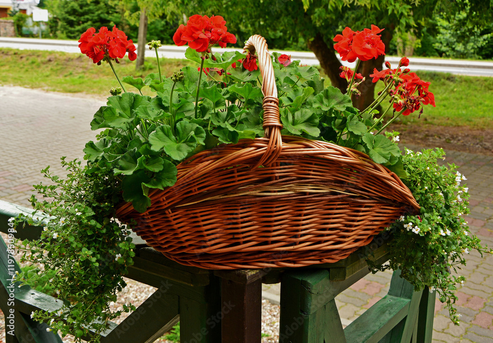 czerwone pelargonie w wiklinowym koszu, ozdoba balkonu, red geraniums in a wicker basket, red geranium flowers in brown wicker basket, bouquet of flowers in the basket