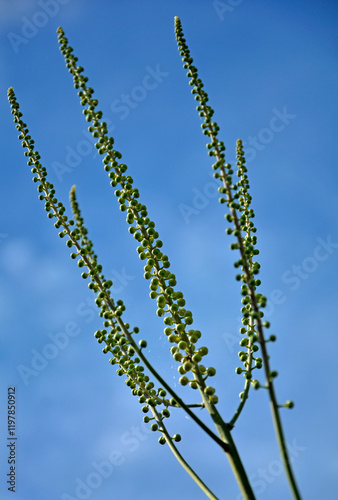 Obraz na płótnie Pluskwica groniasta na tle nieba, sercolistna, świecznica groniasta, Cimicifuga racemosa, kwitnąca pluskwica, Actaea racemosa, black cohosh, black bugbane, black snakeroot, rattle-top, fairy candle w salonie