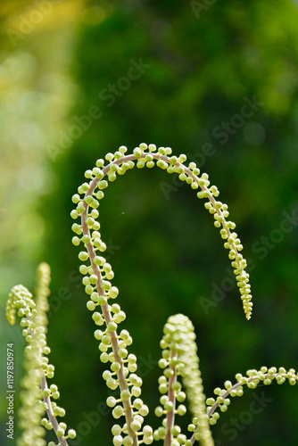 Obraz na płótnie Pluskwica groniasta, sercolistna, świecznica groniasta, Cimicifuga racemosa, kwitnąca pluskwica, Actaea racemosa, black cohosh, black bugbane, black snakeroot, rattle-top, fairy candle w salonie