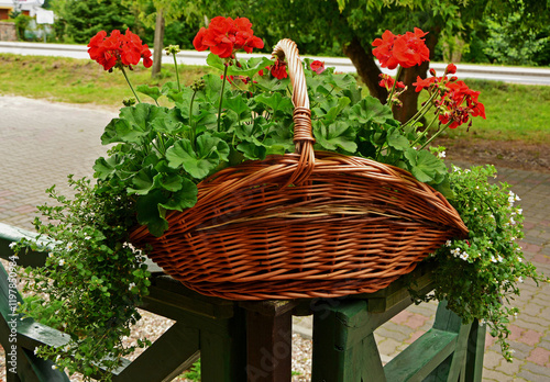 czerwone pelargonie w wiklinowym koszu, ozdoba balkonu, red geraniums in a wicker basket, red geranium flowers in brown wicker basket, bouquet of flowers in the basket
 photo