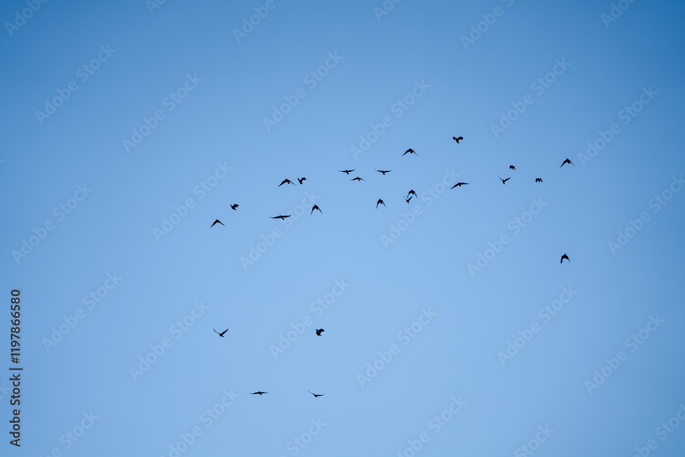 a parliament of rooks (Corvus frugilegus) in flight blue sky a parliament of rooks (Corvus frugilegus) in flight blue sky