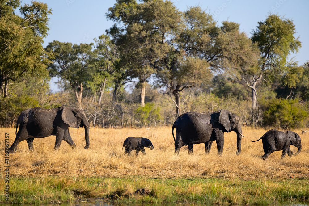 Fototapeta premium Elephant family walking in grassland.