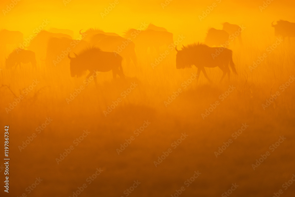 Silhouetted wildebeests at sunrise. Silhouetted wildebeests at sunrise.