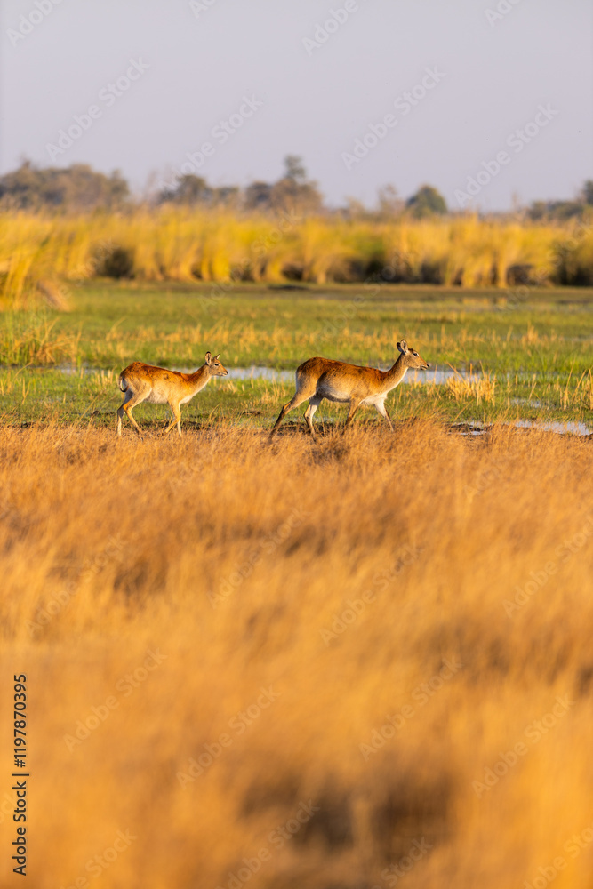 Fototapeta premium Antelopes grazing in Botswana savanna.