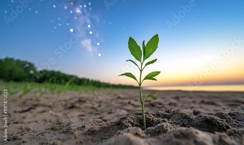 Wallpaper Mural Sunrise seedling beach growth stars Torontodigital.ca