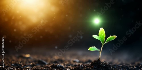 Young plant sprout in soil under rain with golden bokeh lights. Growth and nature content