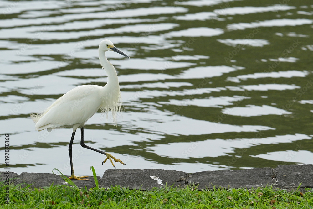 Fototapeta premium Little egret
