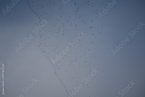 a flock of hundreds of Golden Plover (Pluvialis dominica) flying over meadows and grassland photo