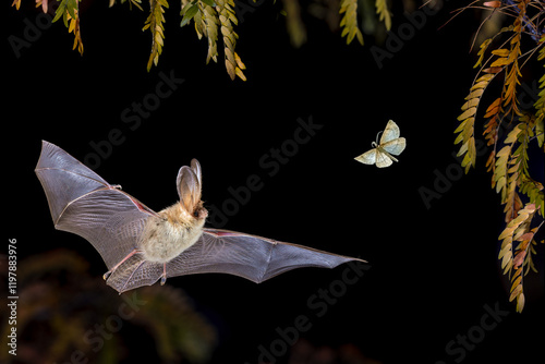 Fototapeta Naklejka Na Ścianę i Meble -  Brown Long-Eared Bat catching Moth in Forest Environment