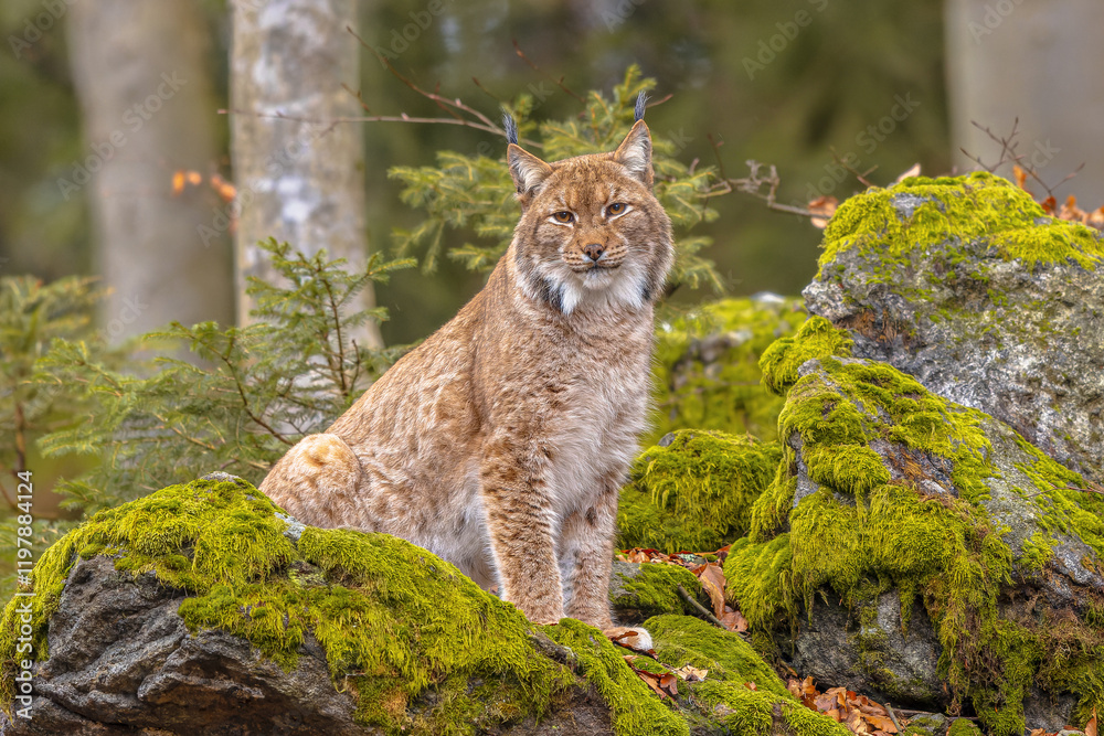 Fototapeta premium Eurasian Lynx in European Forest Habitat